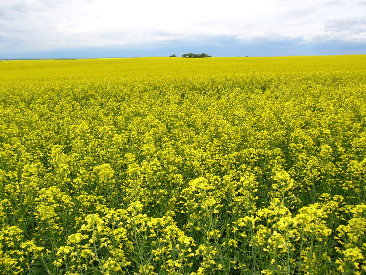 a large field of yellow flowers with an airplane flying above