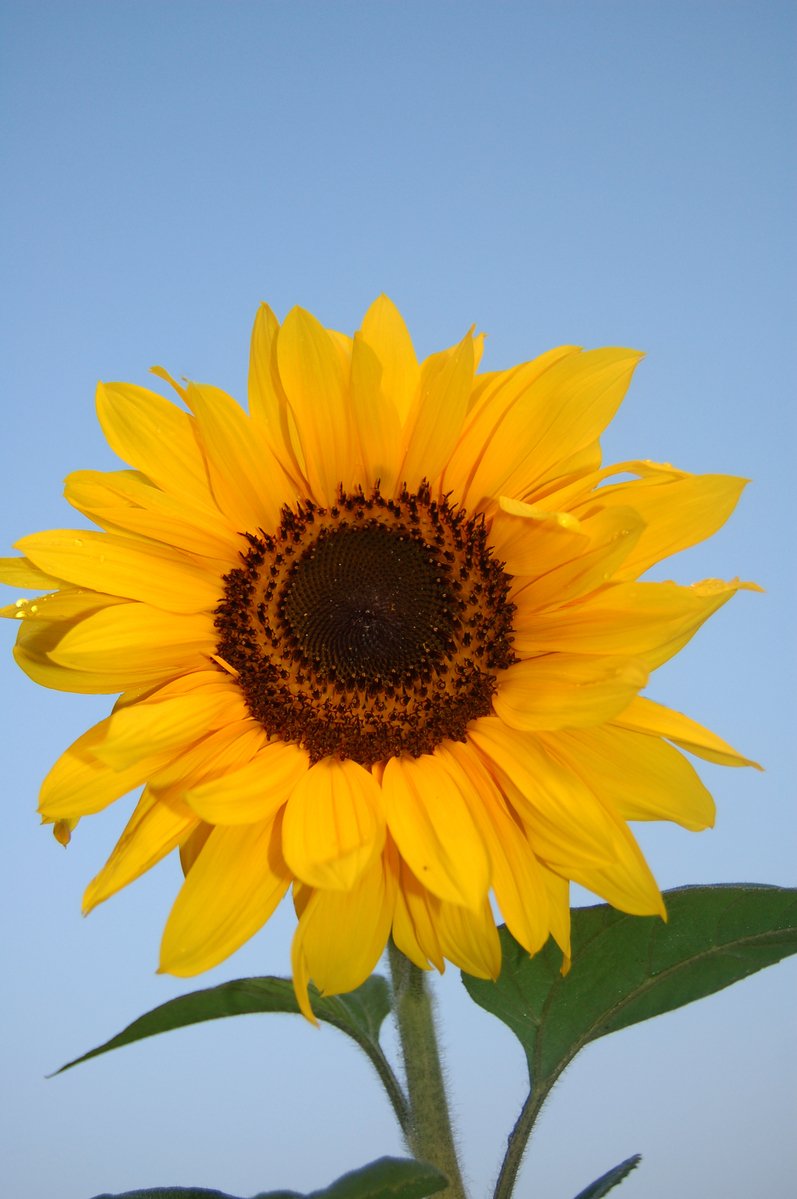 a big sunflower is standing up in the blue sky