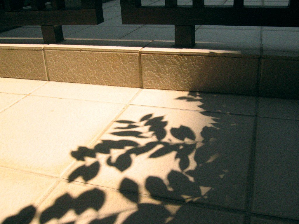shadow on the cement of a bench and bush