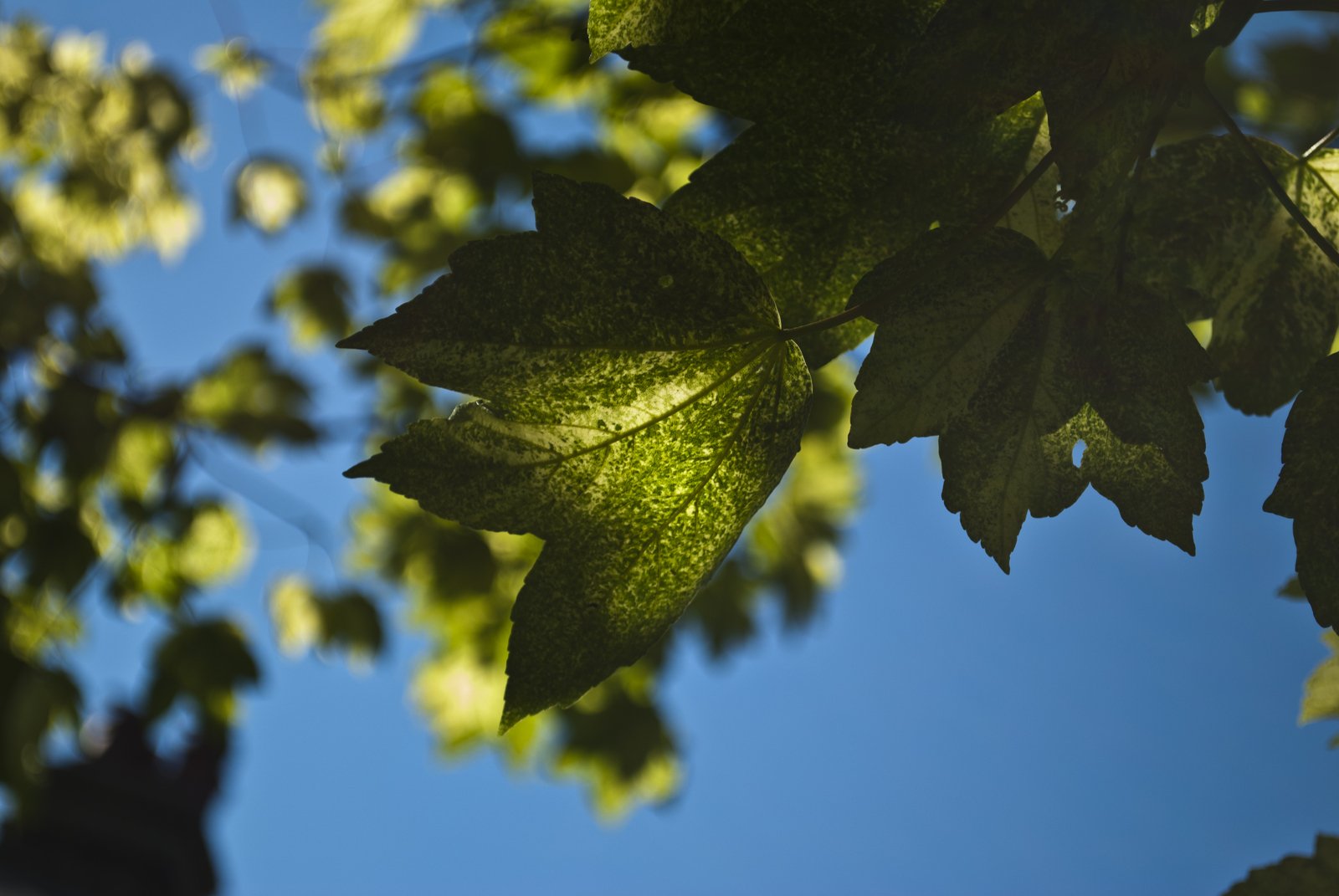 a view of the leaves from below them