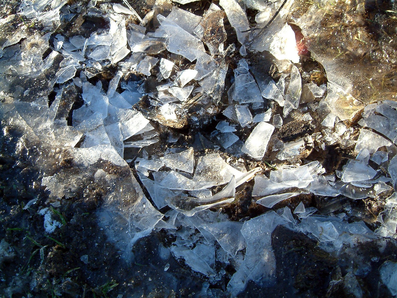 a bunch of ice chunks and rocks near some trees