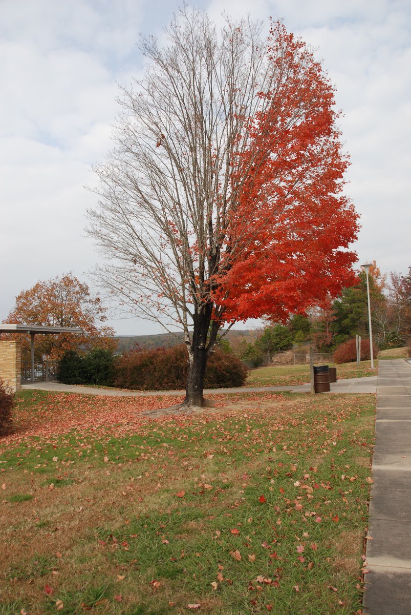 a single tree in a field with red foliage