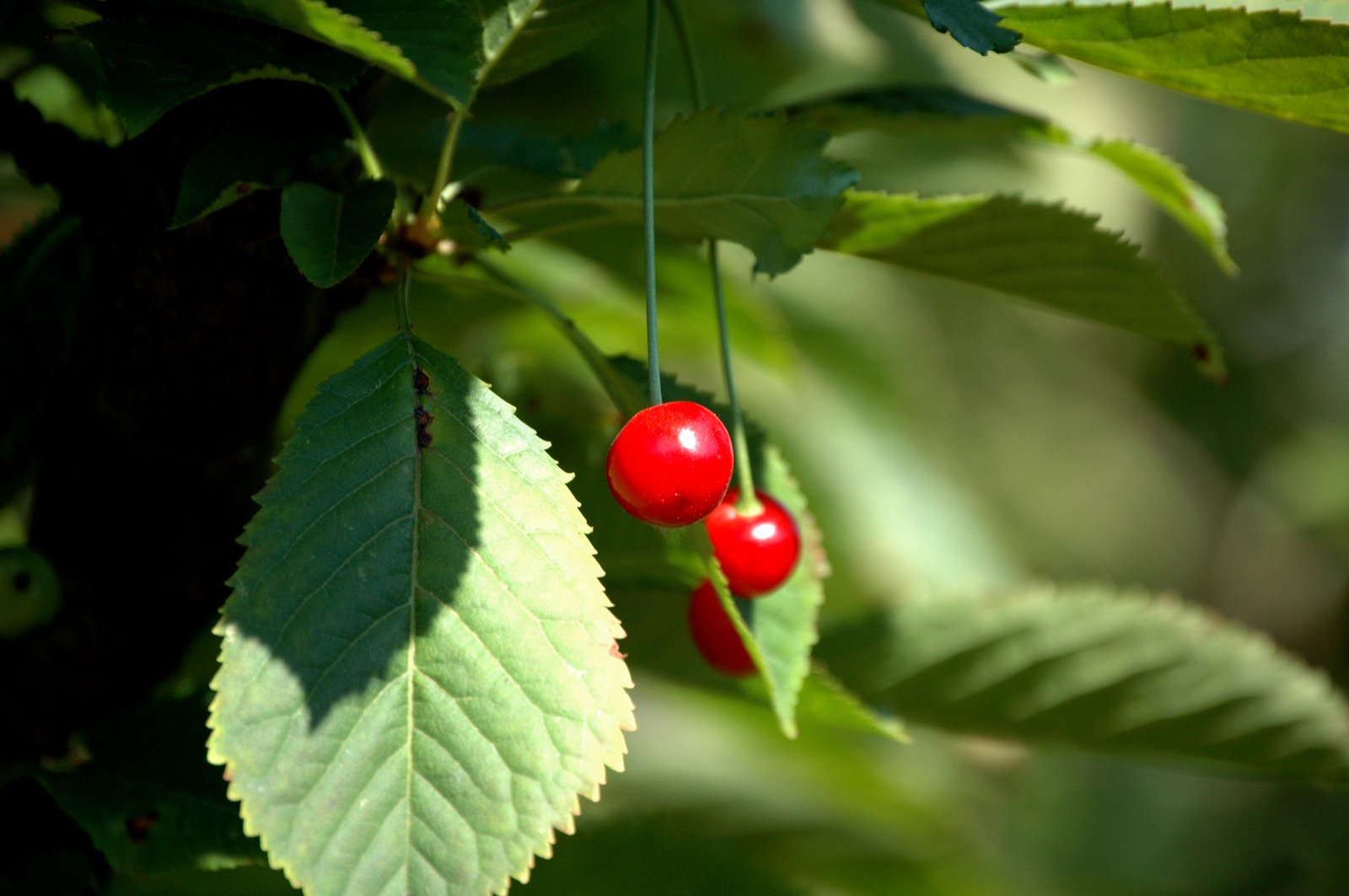 a couple of red berries on some green leaves