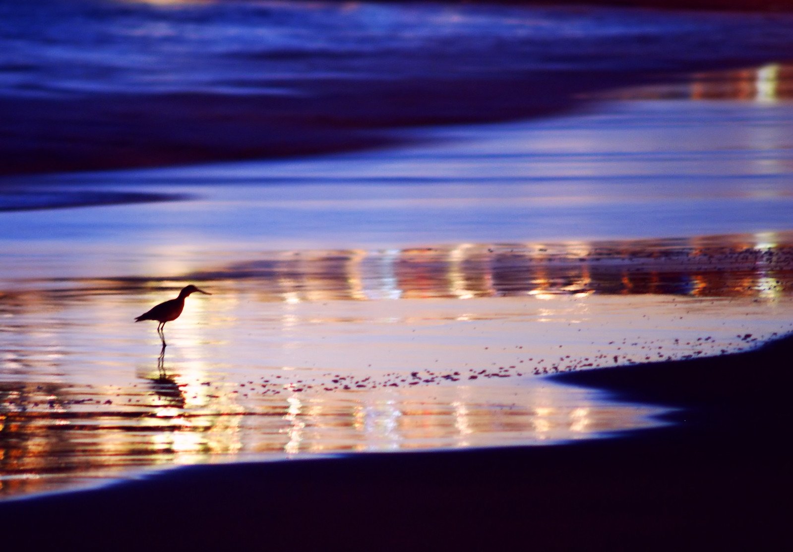 a little bird on the beach looking in the water