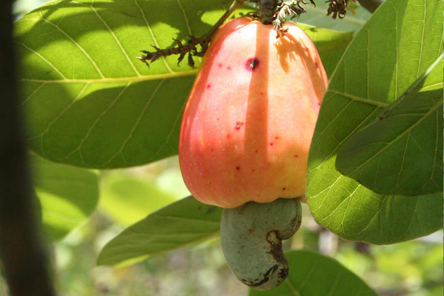 the fruits on the tree are red and green