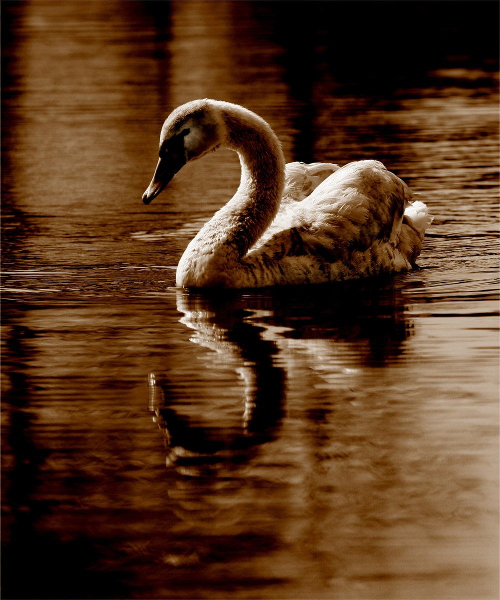 a swan that is swimming on some water