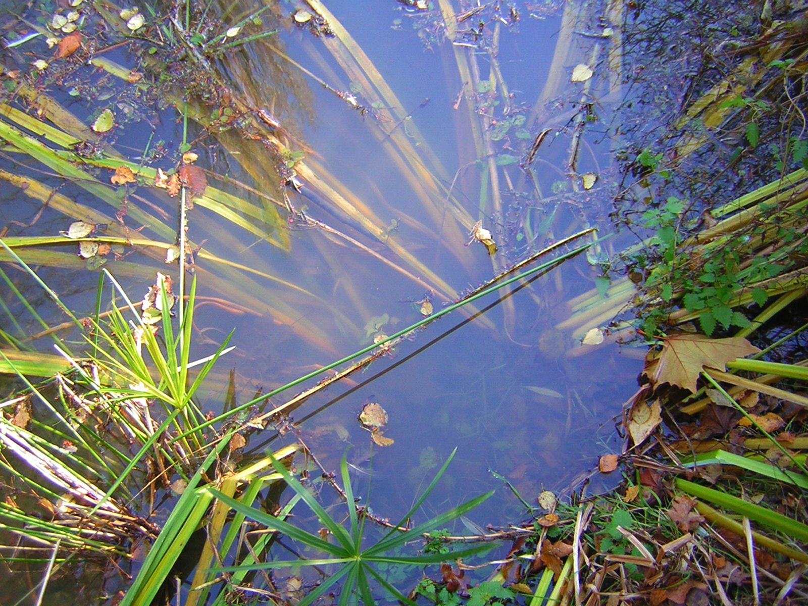 a pond filled with water surrounded by leaves and grass