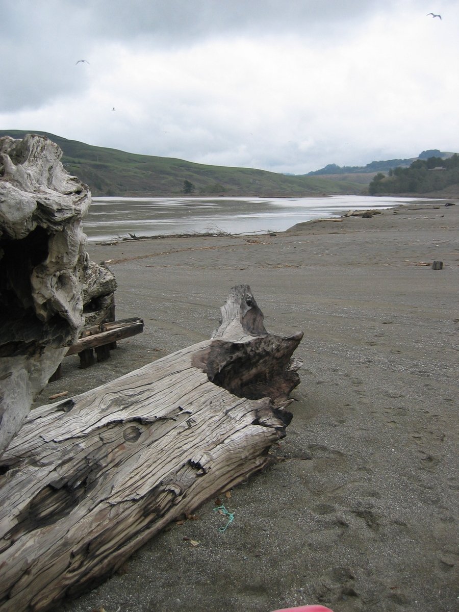 a log is laying on a beach near the water