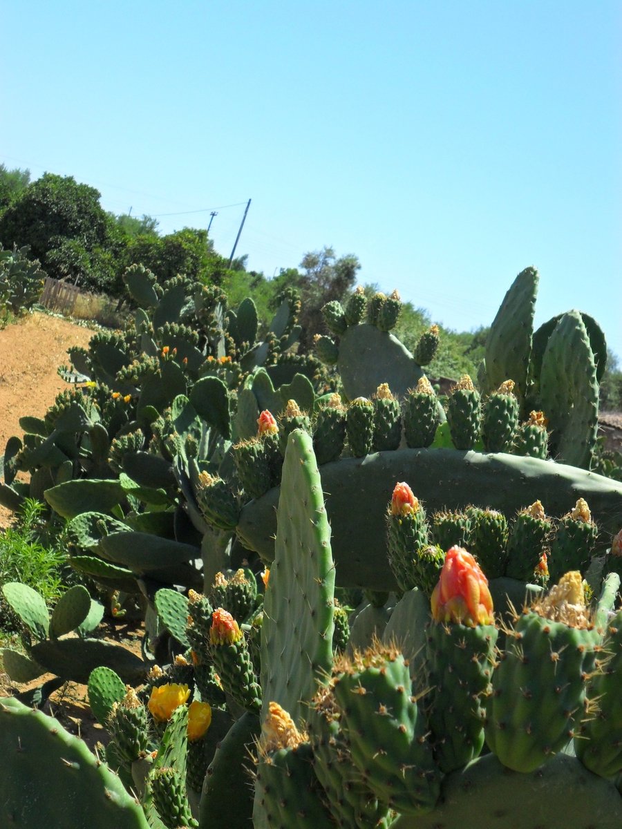 a row of cactus plants next to some hills