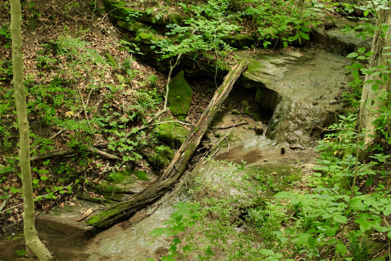 an image of a forest scene that looks quite old