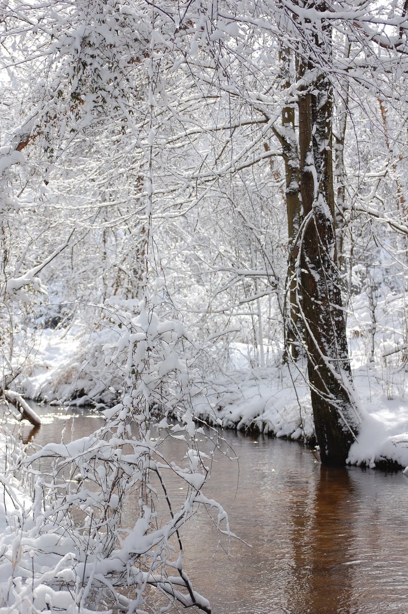 a river in a snowy wooded area next to trees
