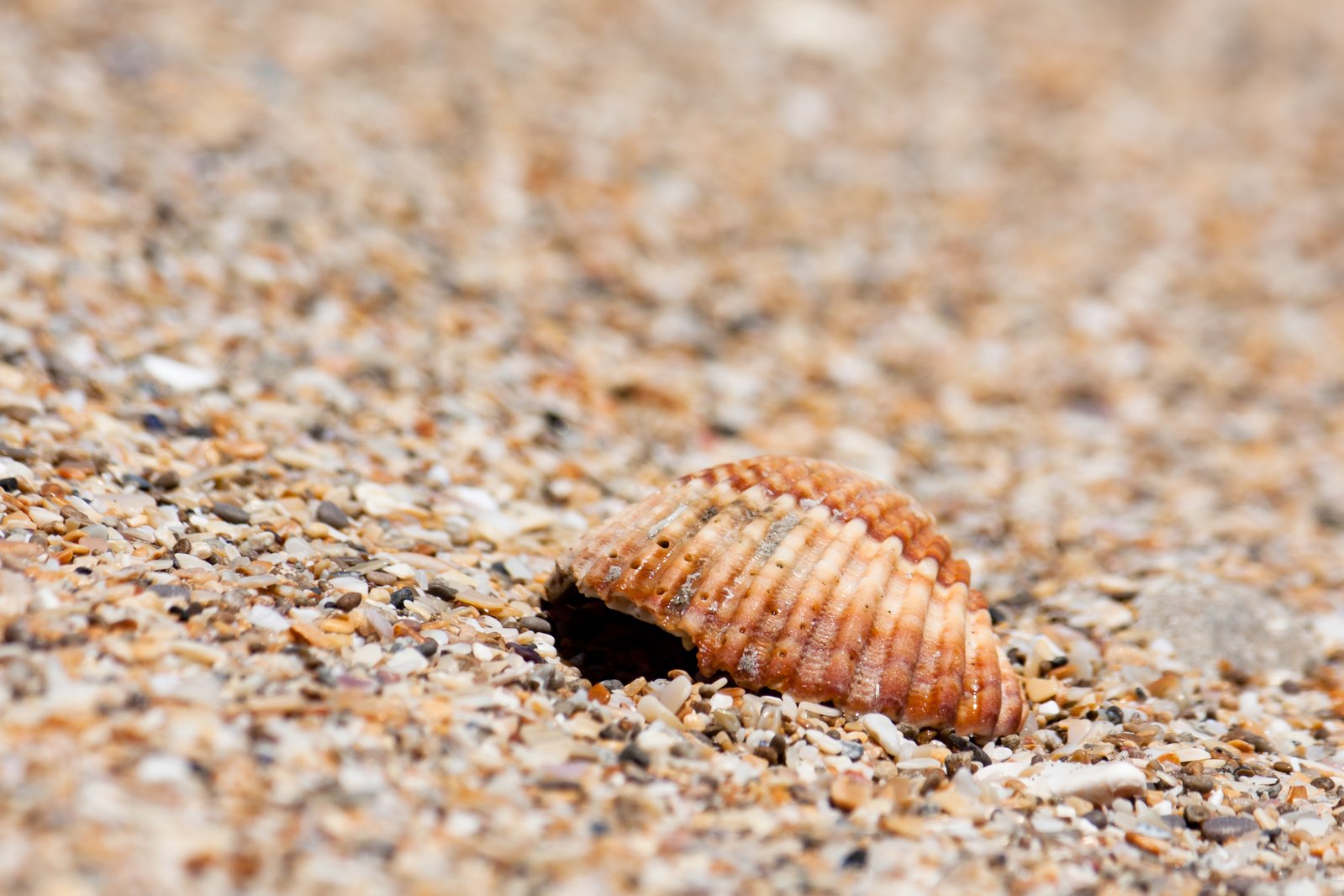 an empty seashell on the beach looks uninstalled