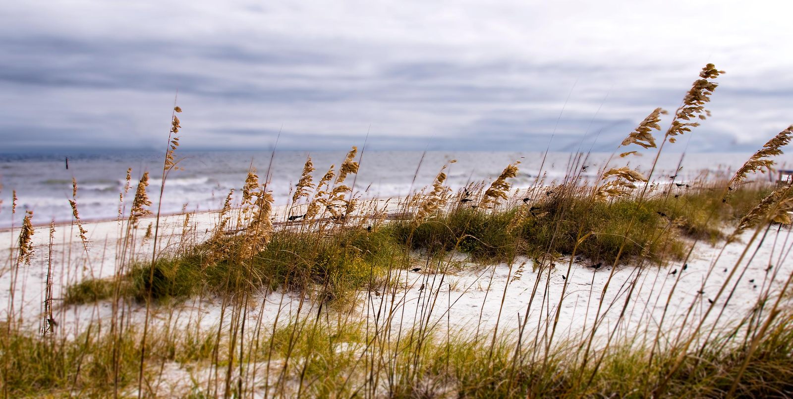 a sandy beach with sea oats on the sand