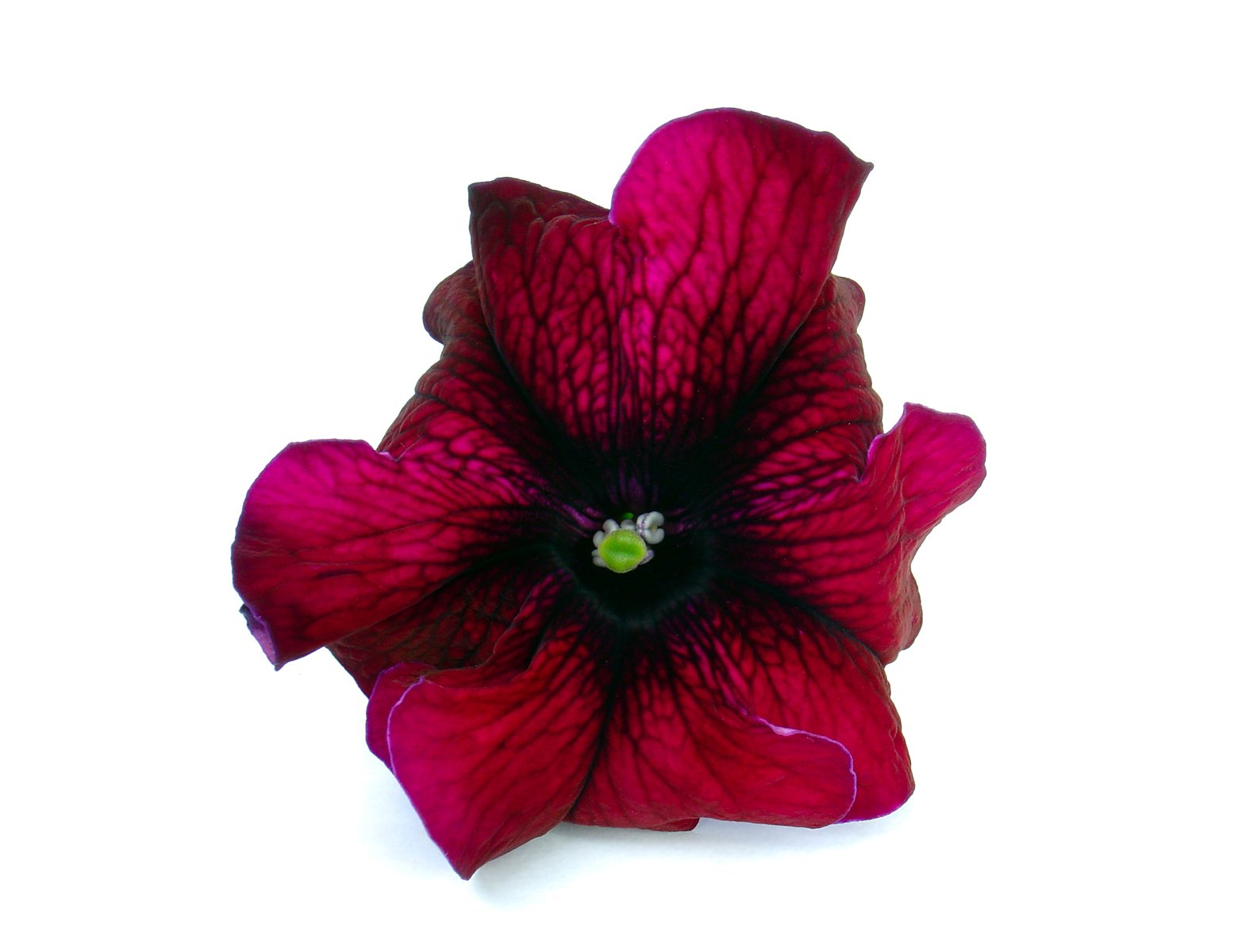 a beautiful flower with dark purple petals