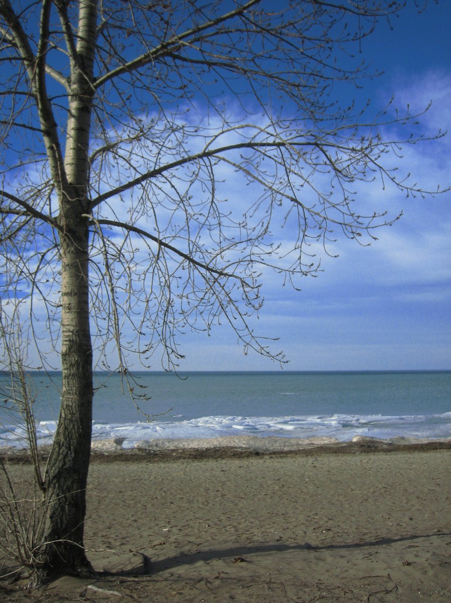 a tall tree sitting on top of a sandy beach