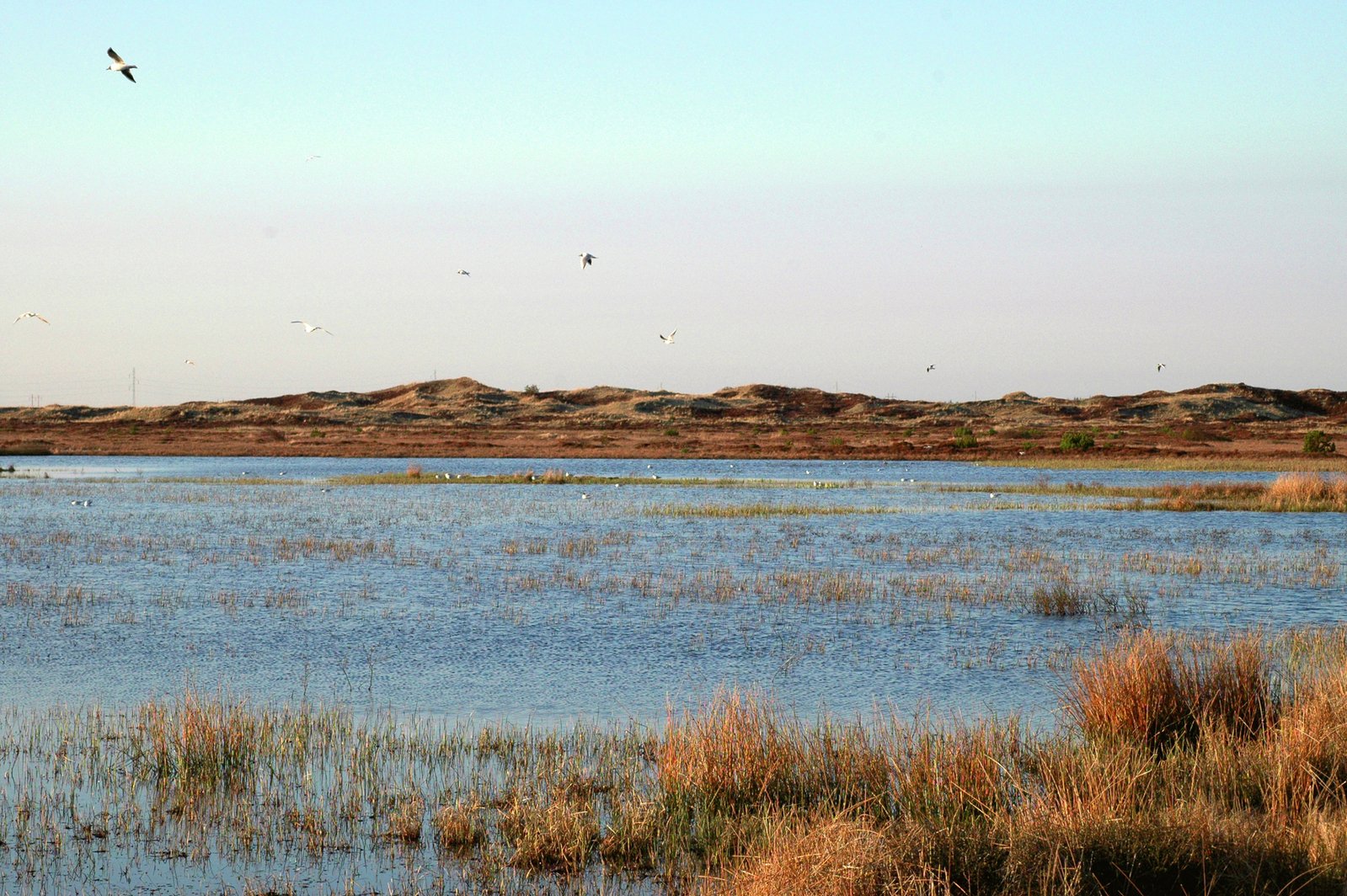 a view of the river with several birds flying in the background