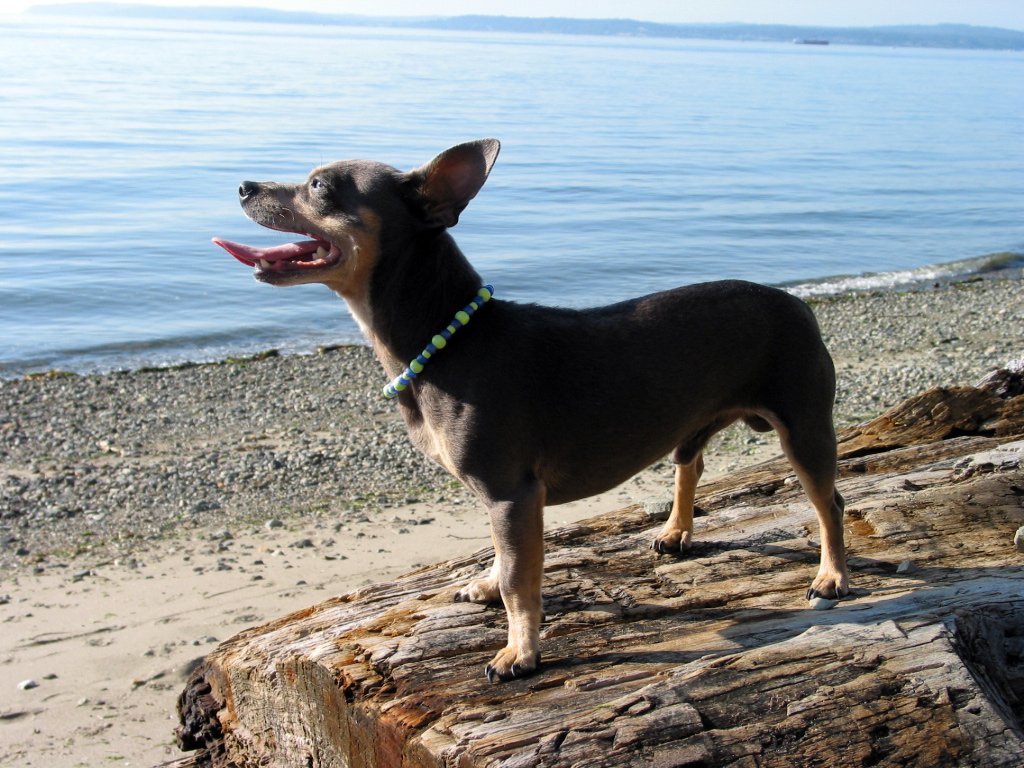 a dog wearing a blue collar standing on a log