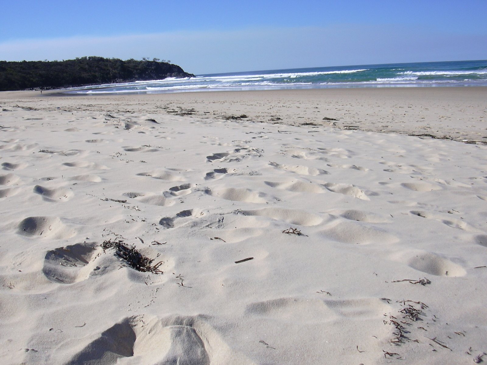 tracks in the sand of a beach with trees in the distance