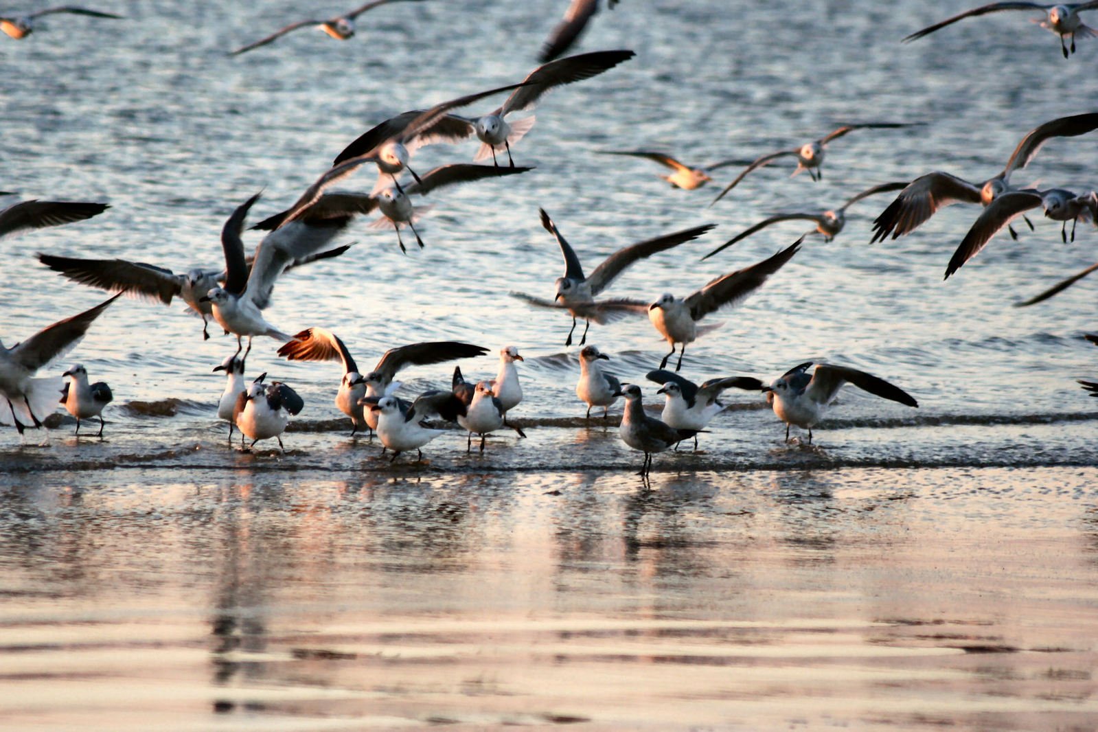 sea gulls flying over a group of birds at the edge of a body of water
