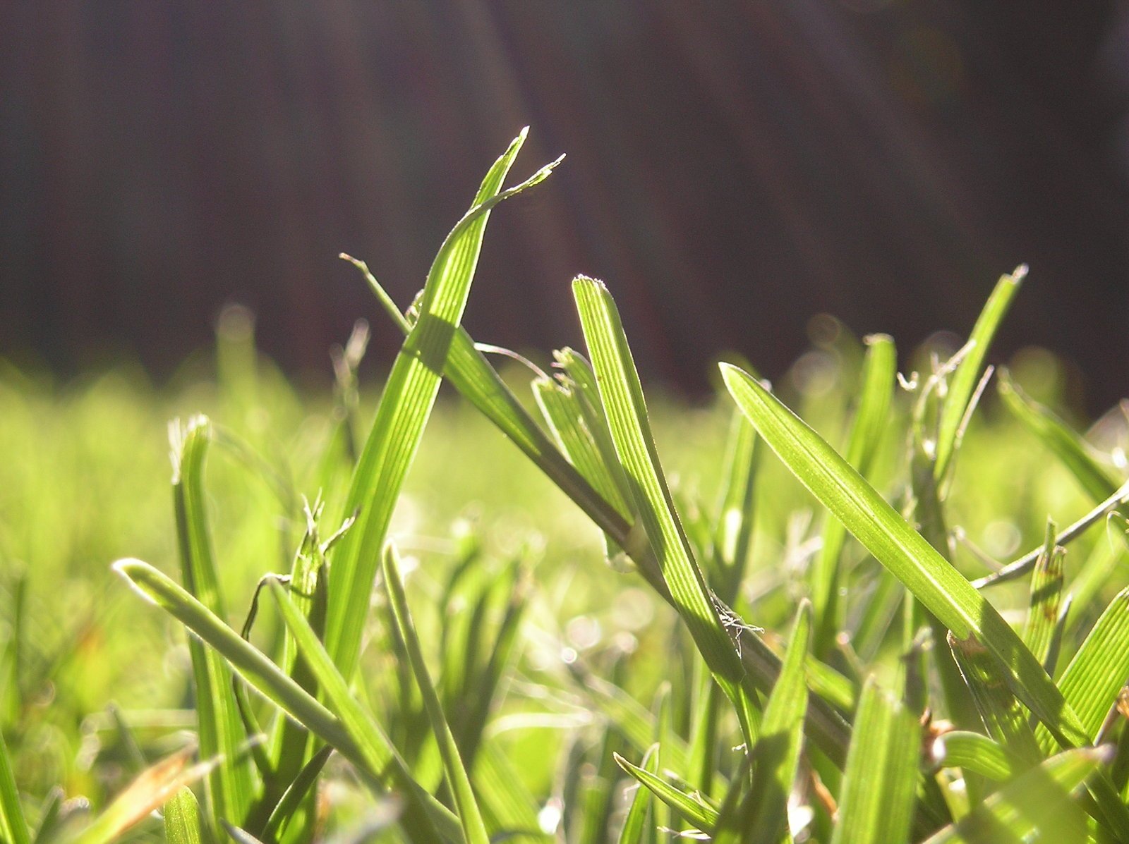 grass in the sun with sunlight shining through