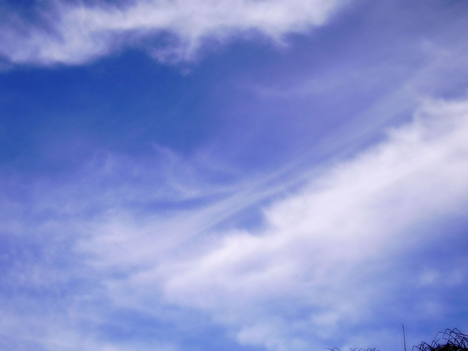 white clouds move through the blue sky over trees