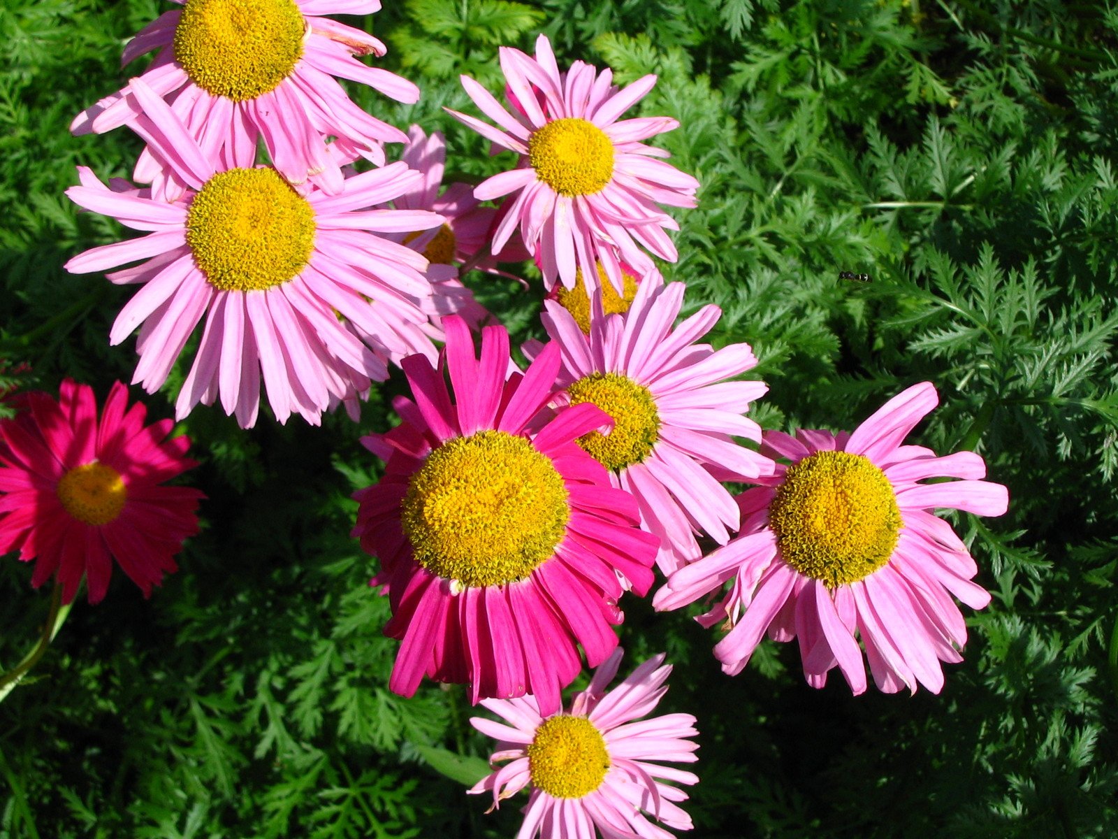 several different colored flowers in a field of green grass