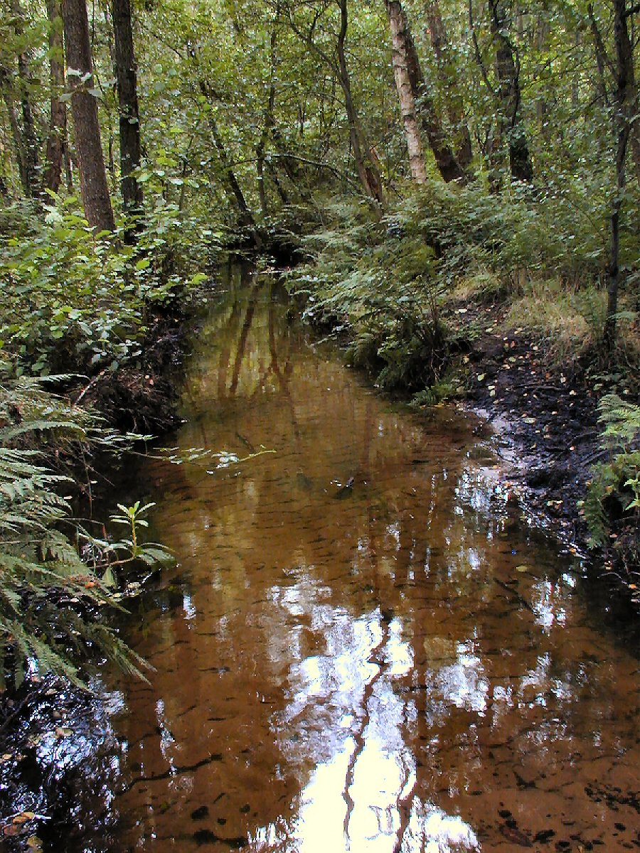 a small creek that is partially covered in mud
