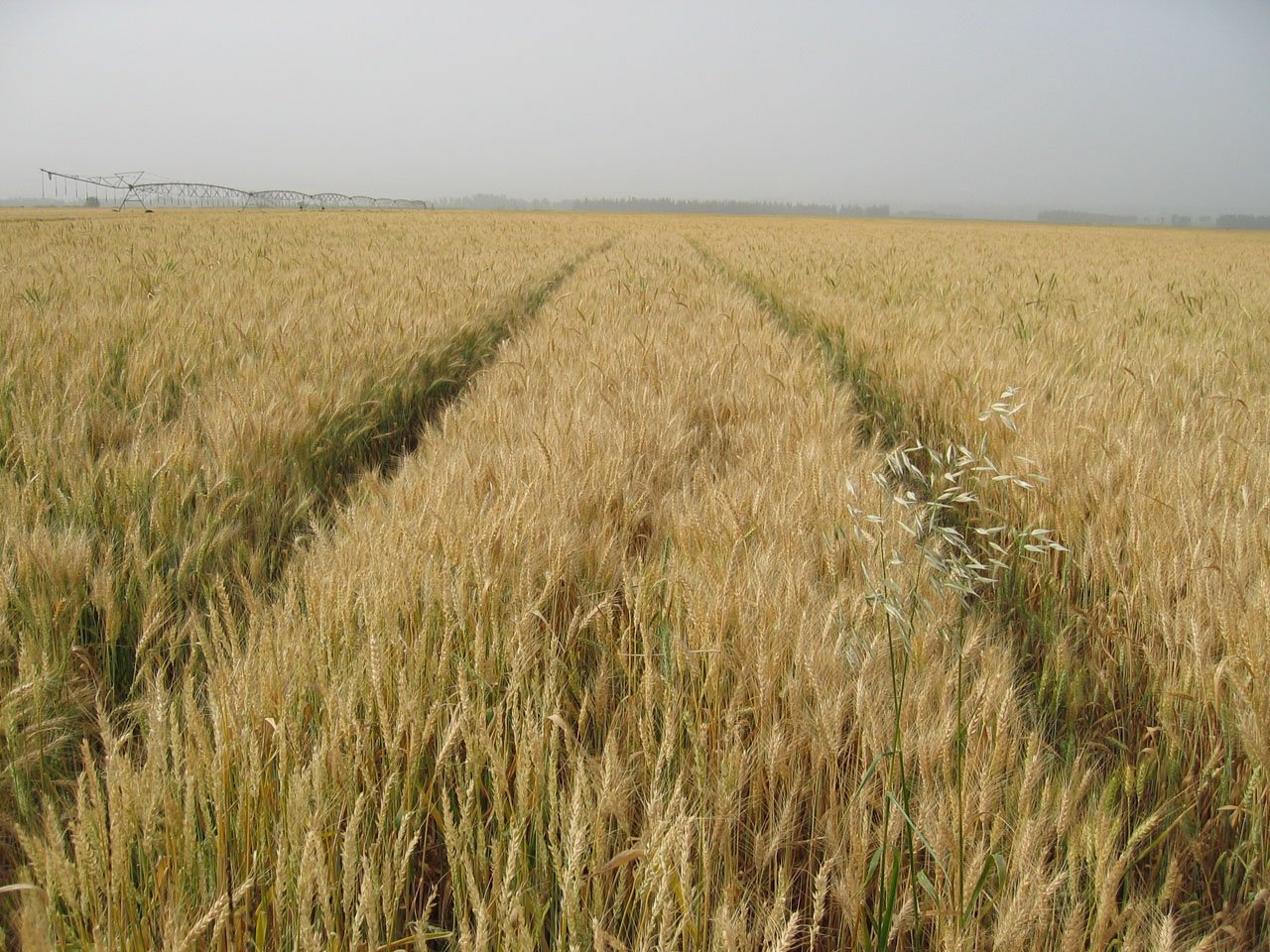 a wheat field with a train track on it