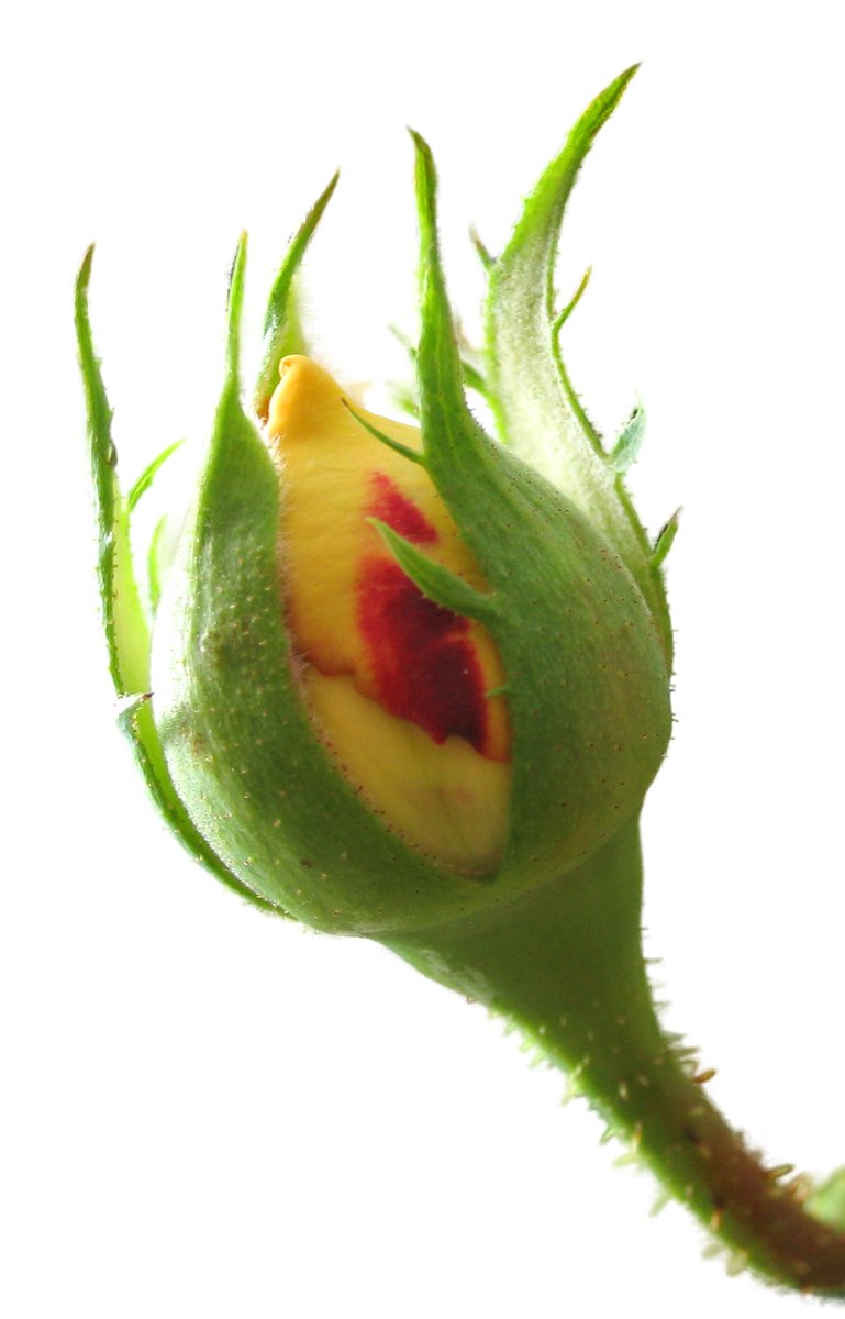 a green flower with yellow tips and red spots
