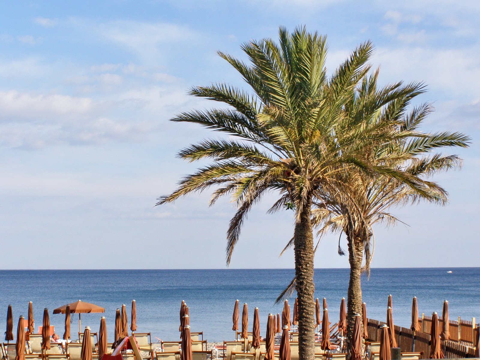 palm tree next to a large sandy beach