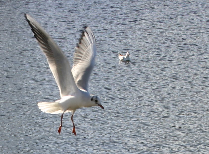 an bird taking off from the water with its long beak open