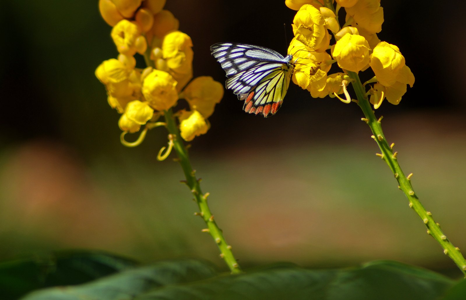 a small erfly sits on yellow flowers