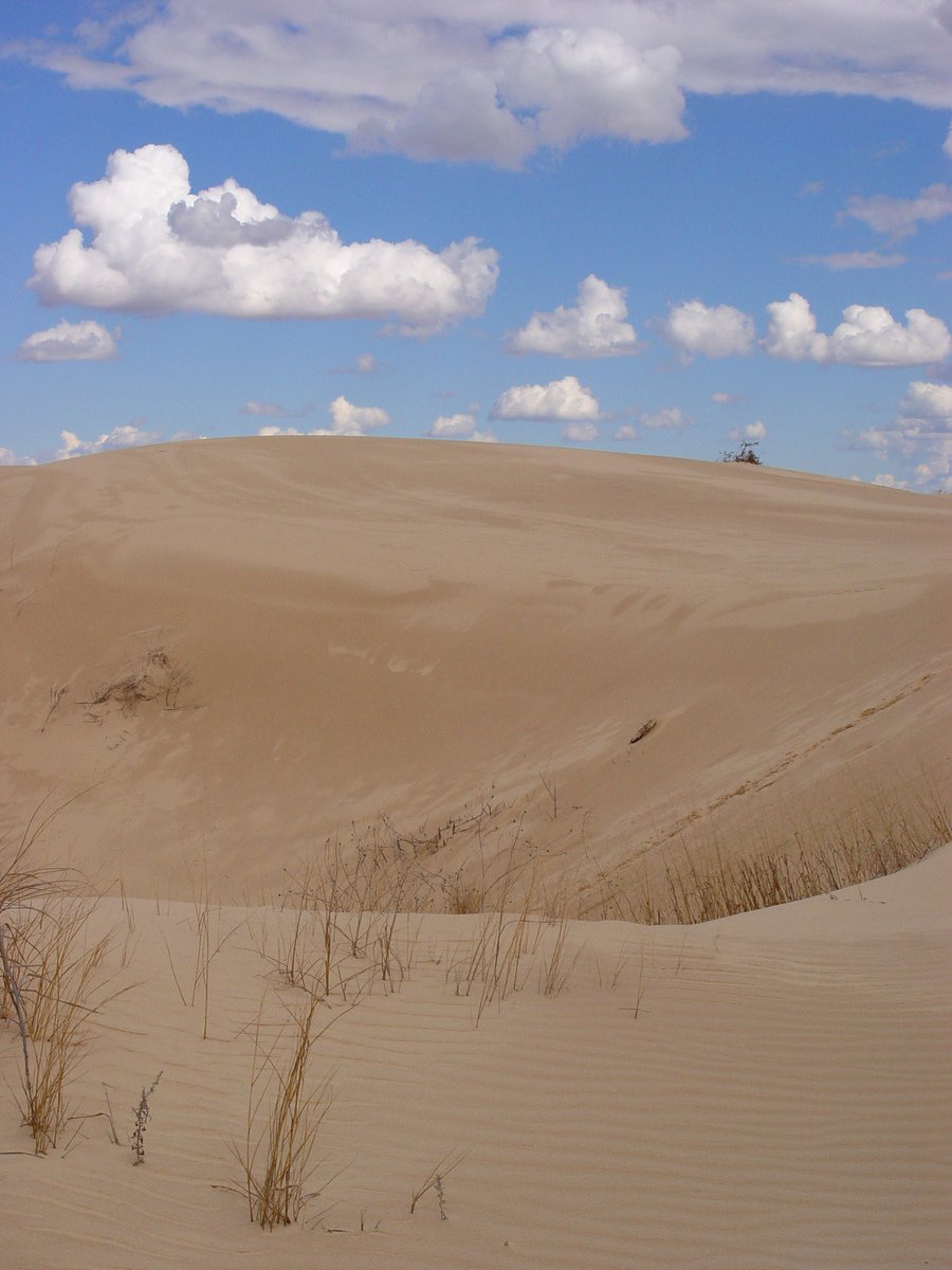 a couple of bushes and some sand in the desert