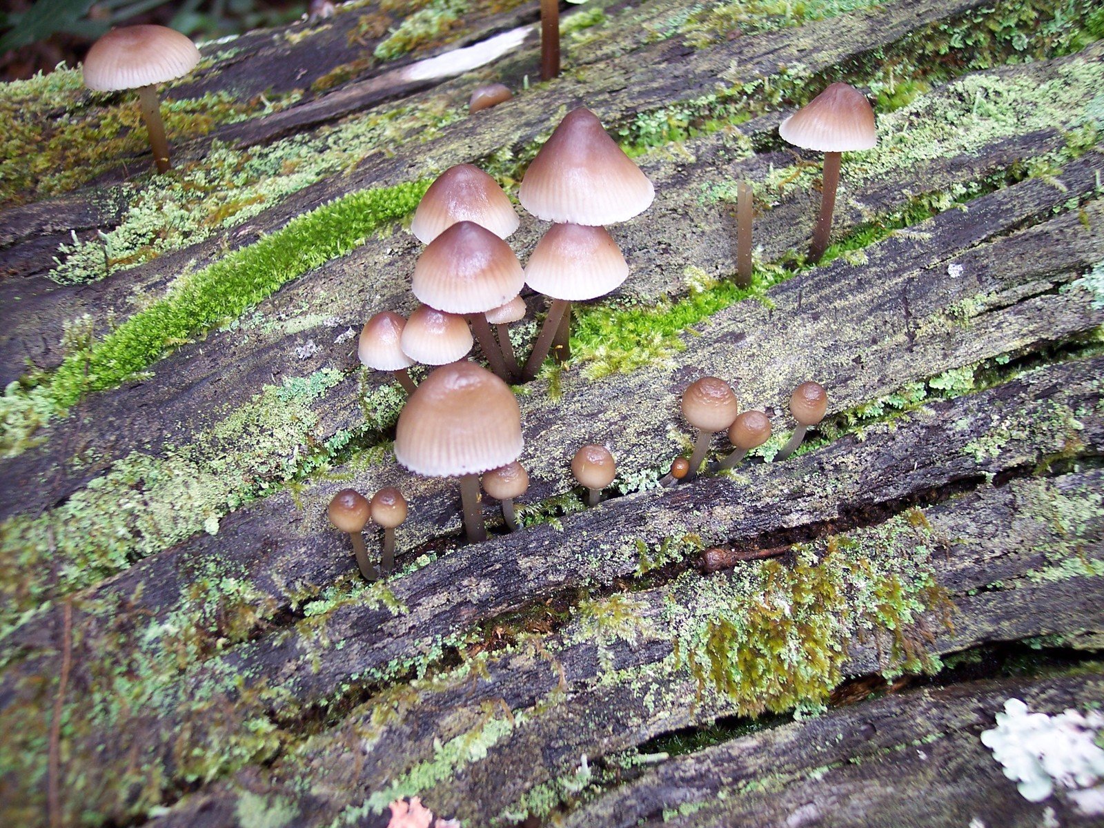 several mushrooms growing out of moss on a tree stump