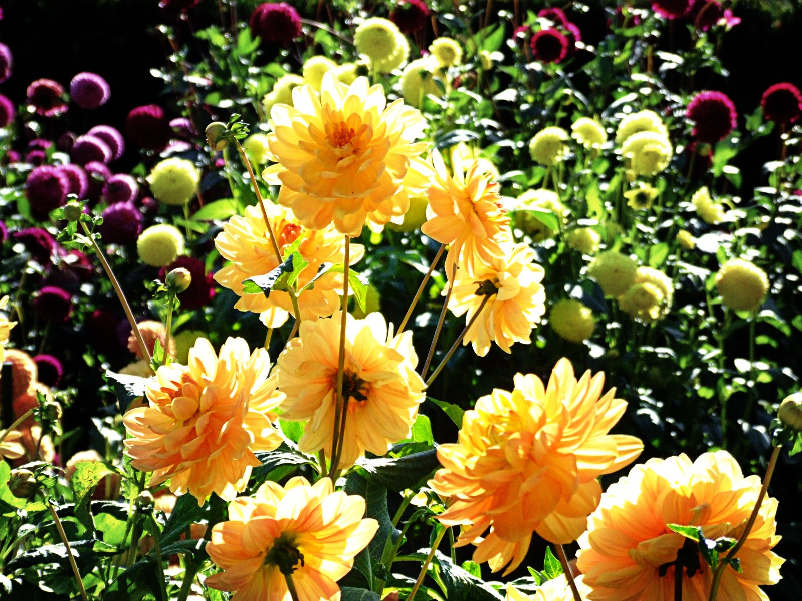 a large flower garden full of flowers in the sun