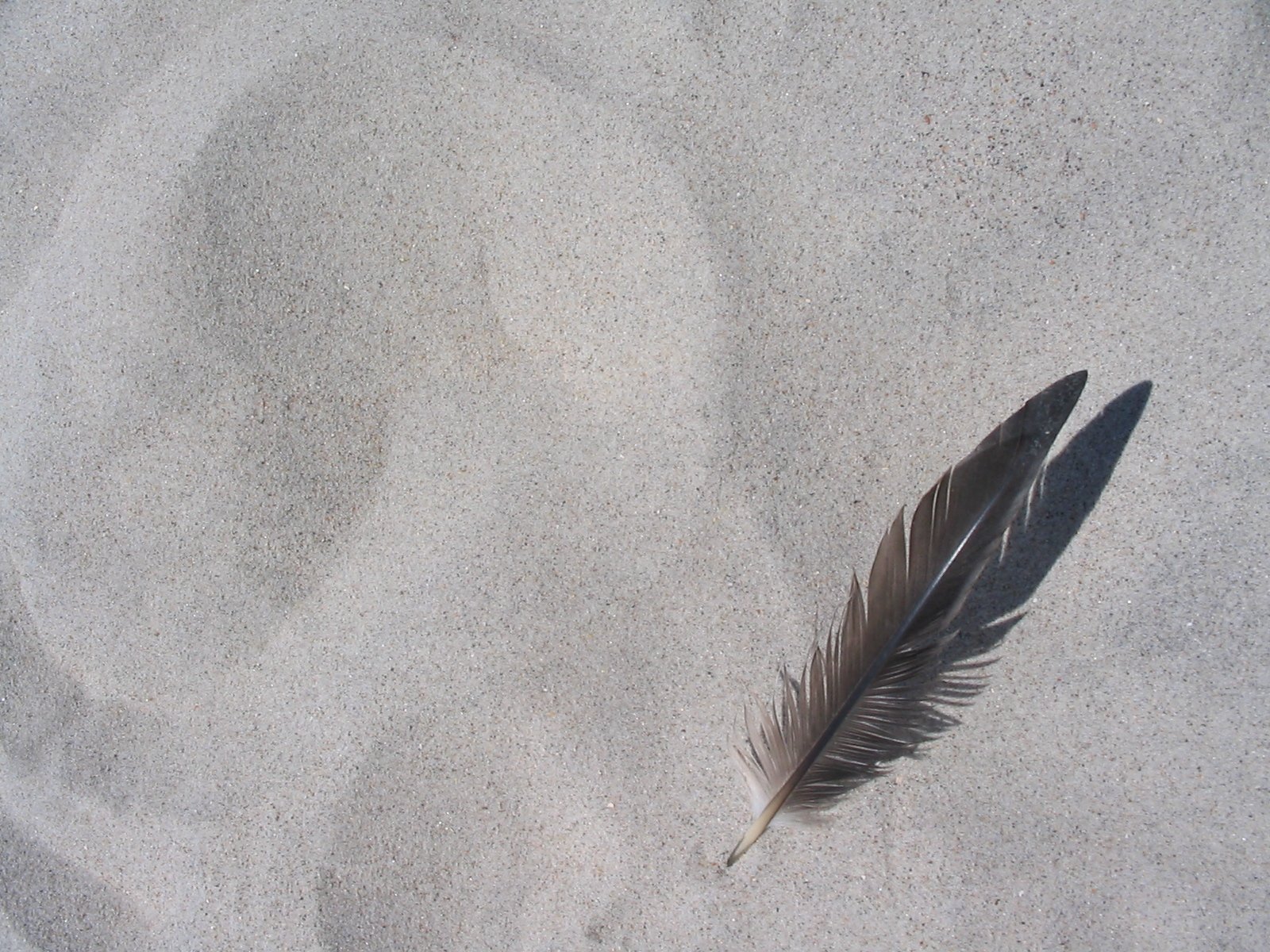 a feather and a shadow in sand