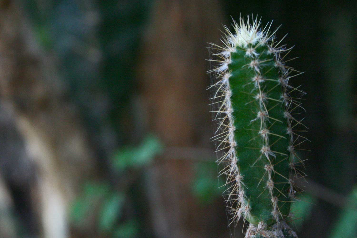 a small cactus in front of many trees