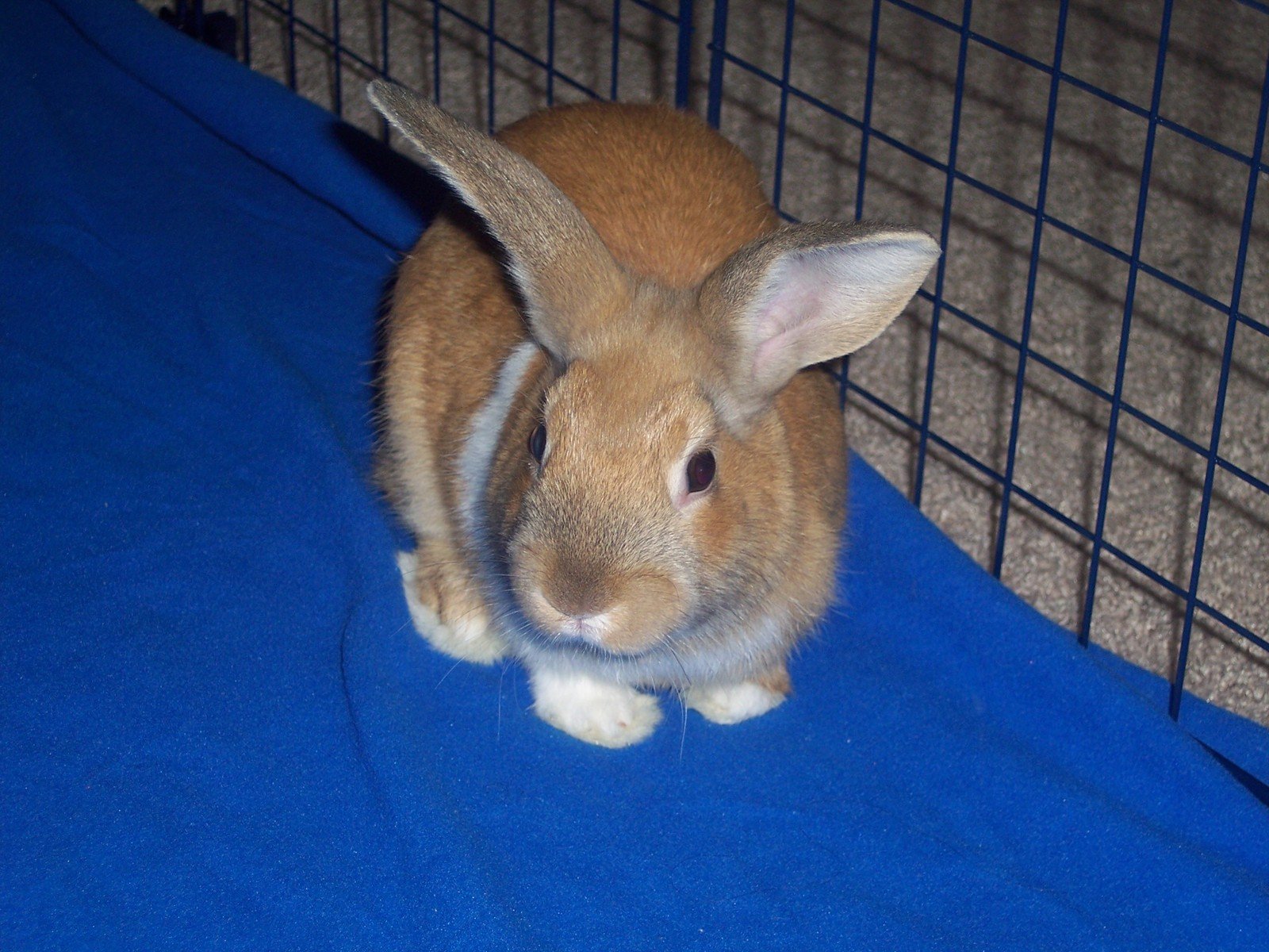 a brown rabbit sitting on top of a blue rug