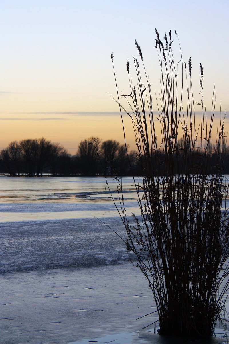 an ice covered river in the foreground with a tree and some vegetation
