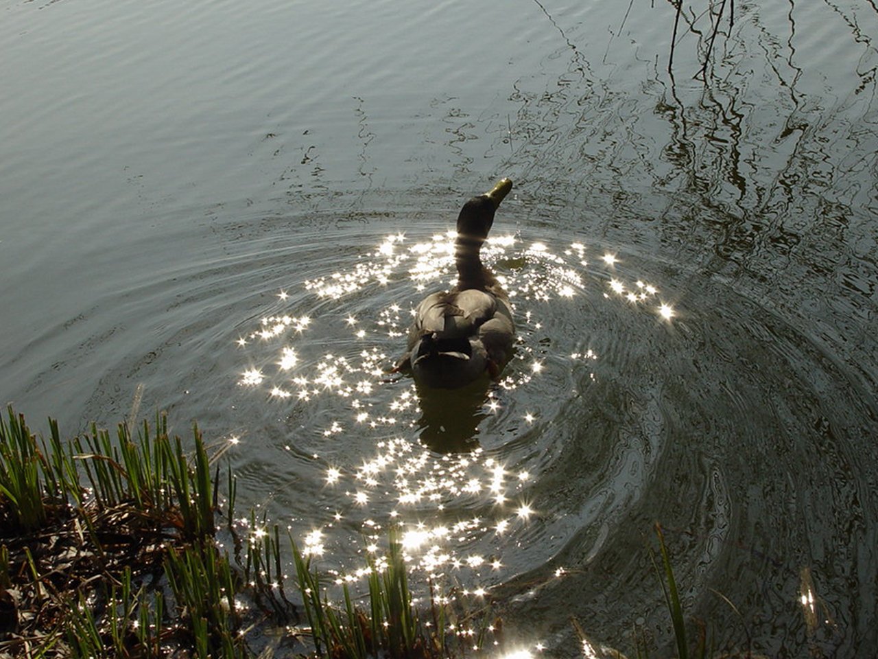 there is a duck that is swimming in the lake