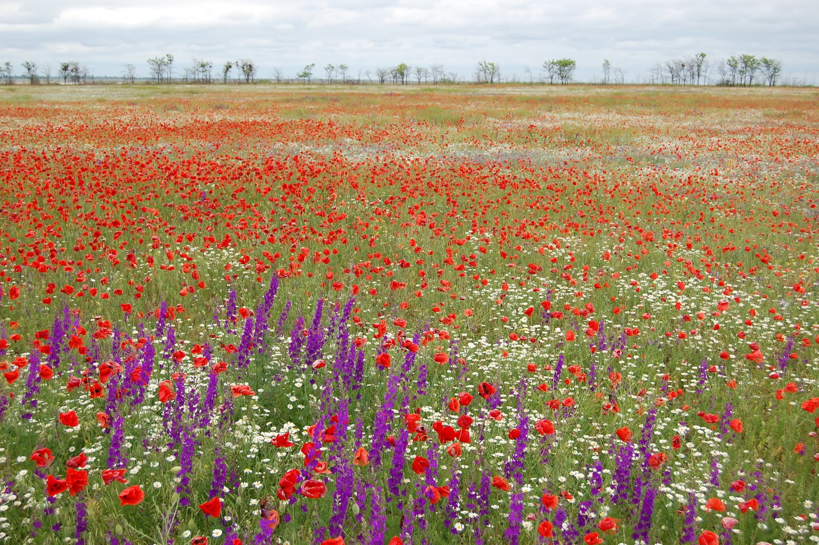 a field filled with colorful flowers next to a forest