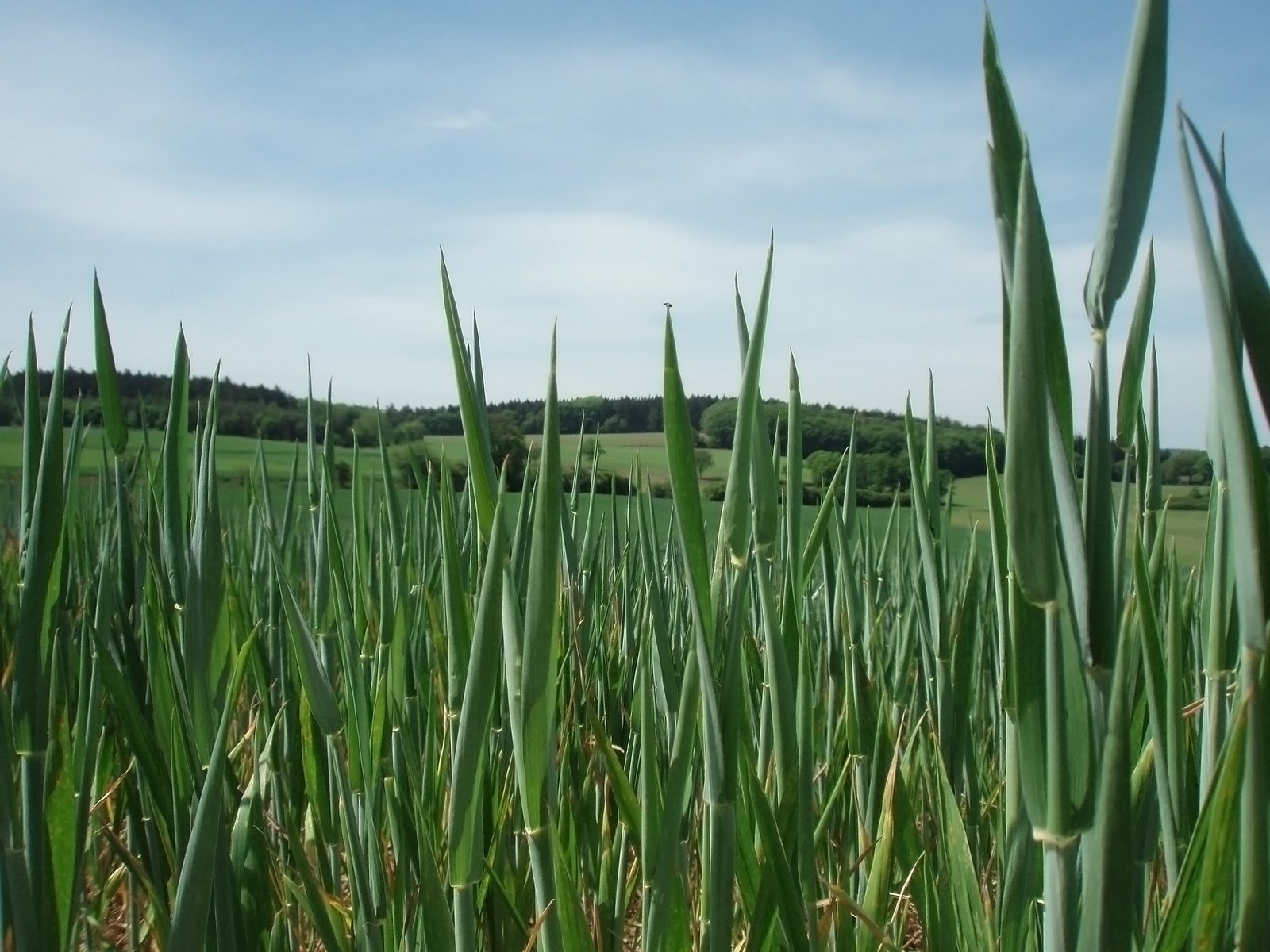 an image of large grass land in the field