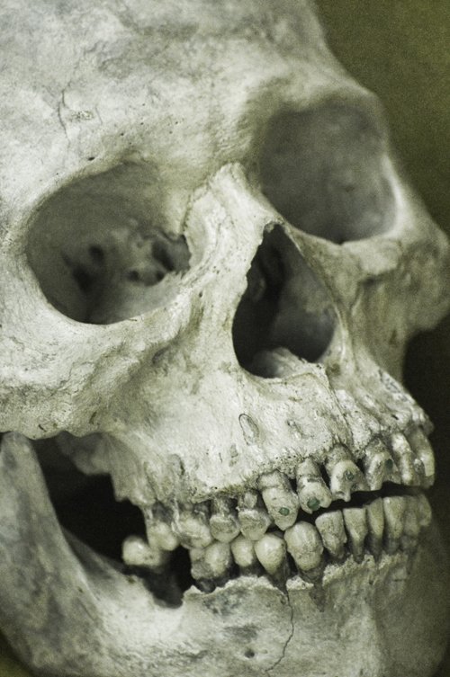 a close up s of a human skull with small teeth