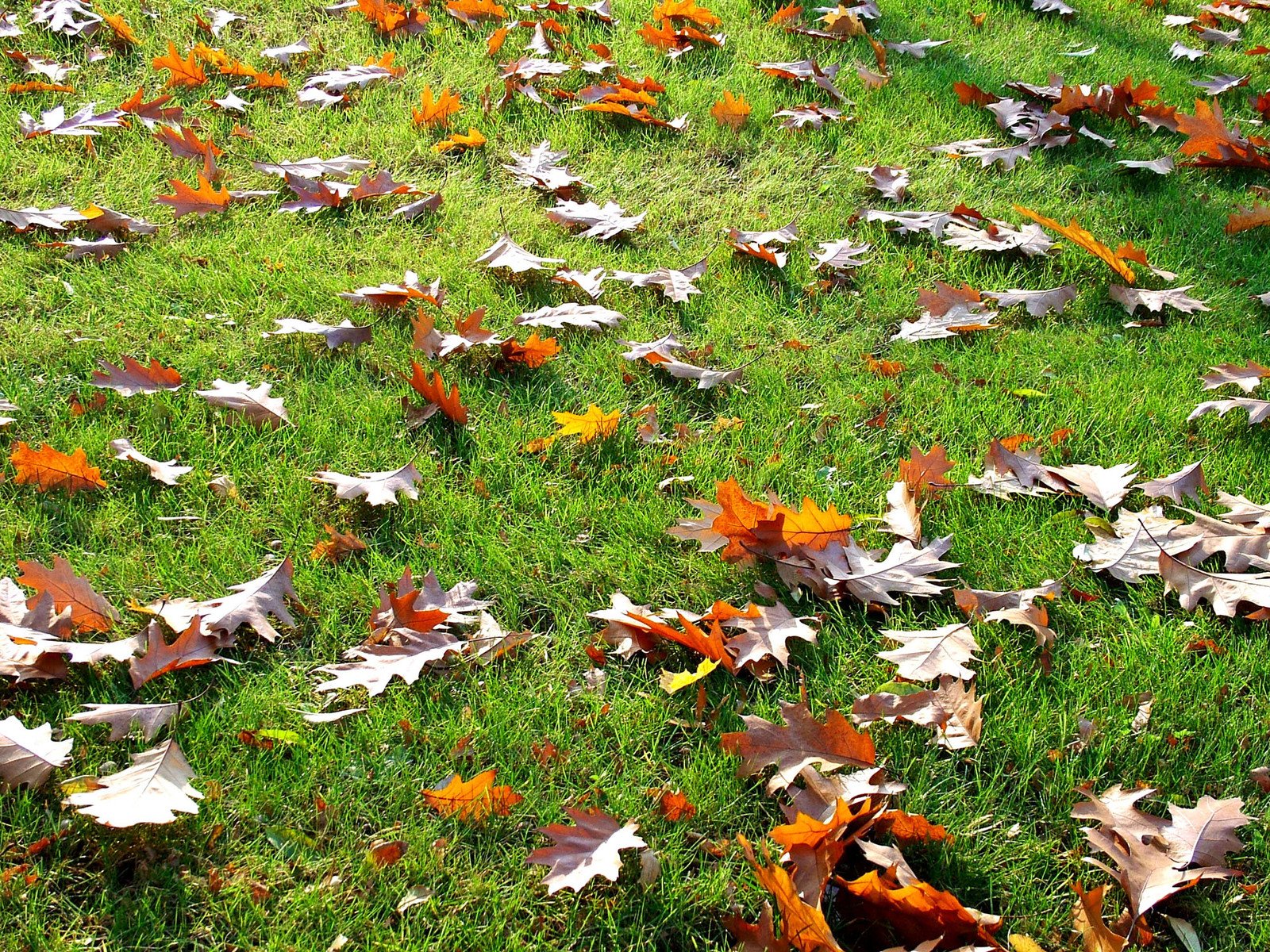 the field is full of yellow and orange leaves
