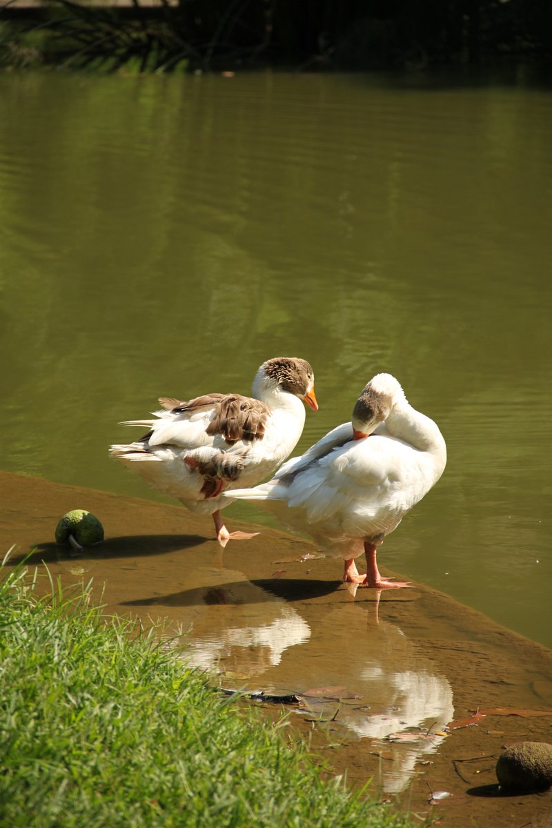 two ducks stand next to the water near a rock