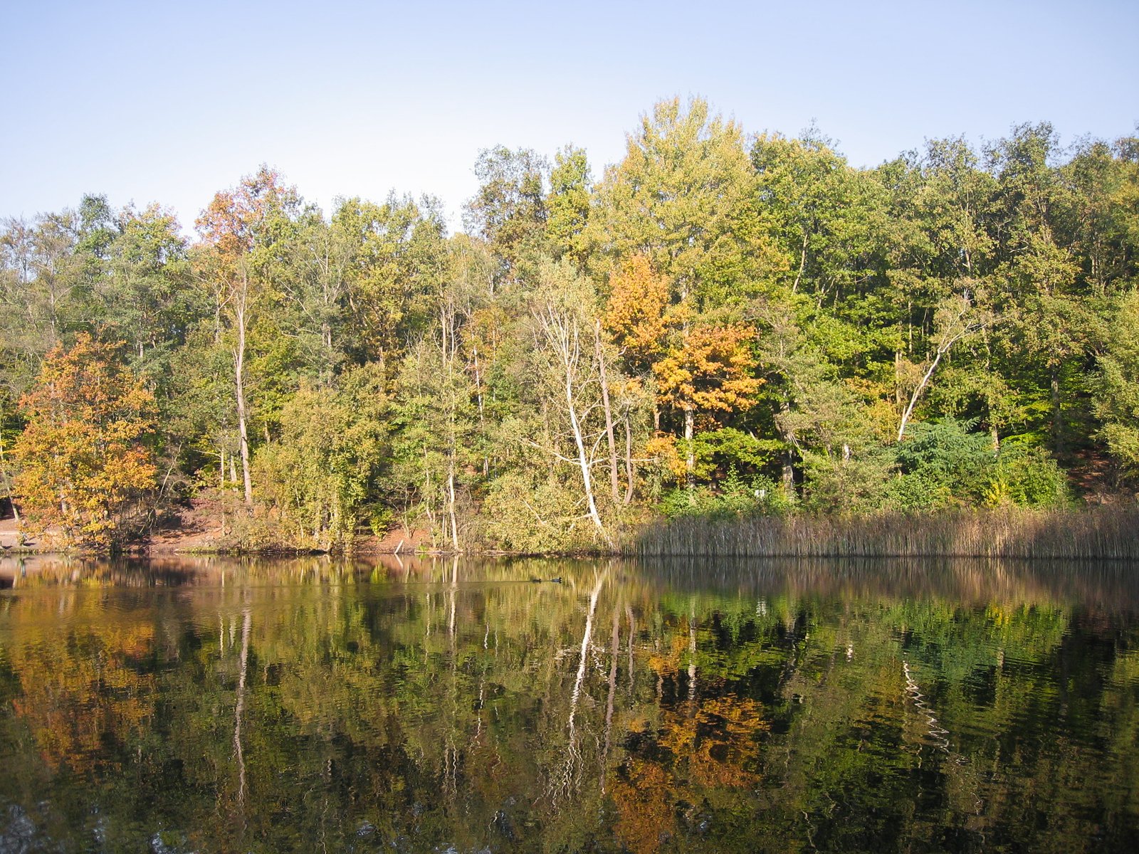 the trees are turning orange and green