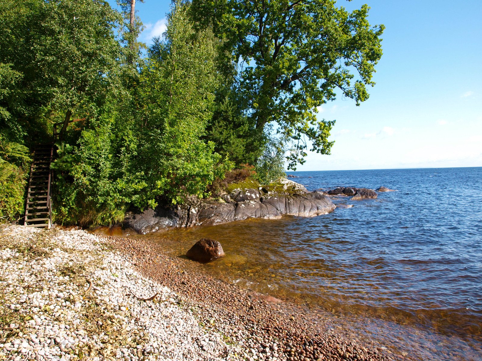 some trees and water and a rocky shore