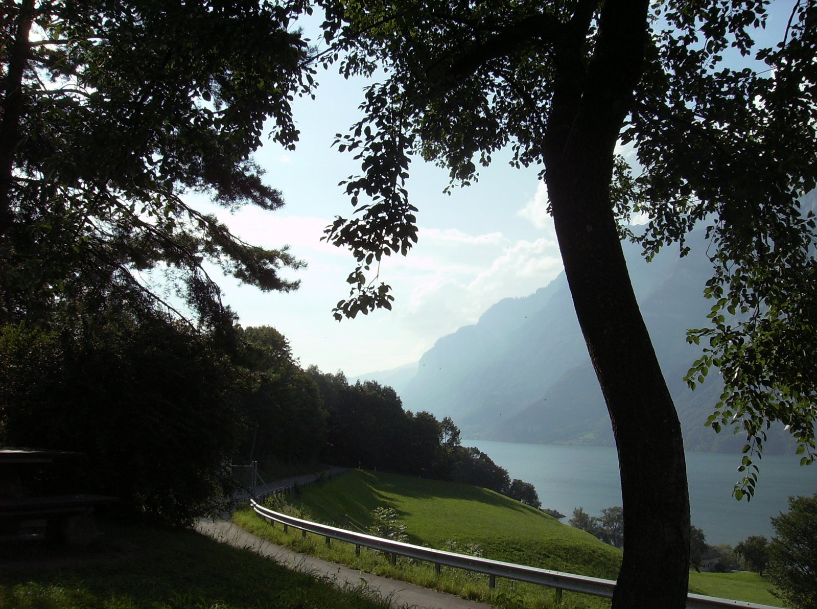 the road on which trees have grown is very scenic