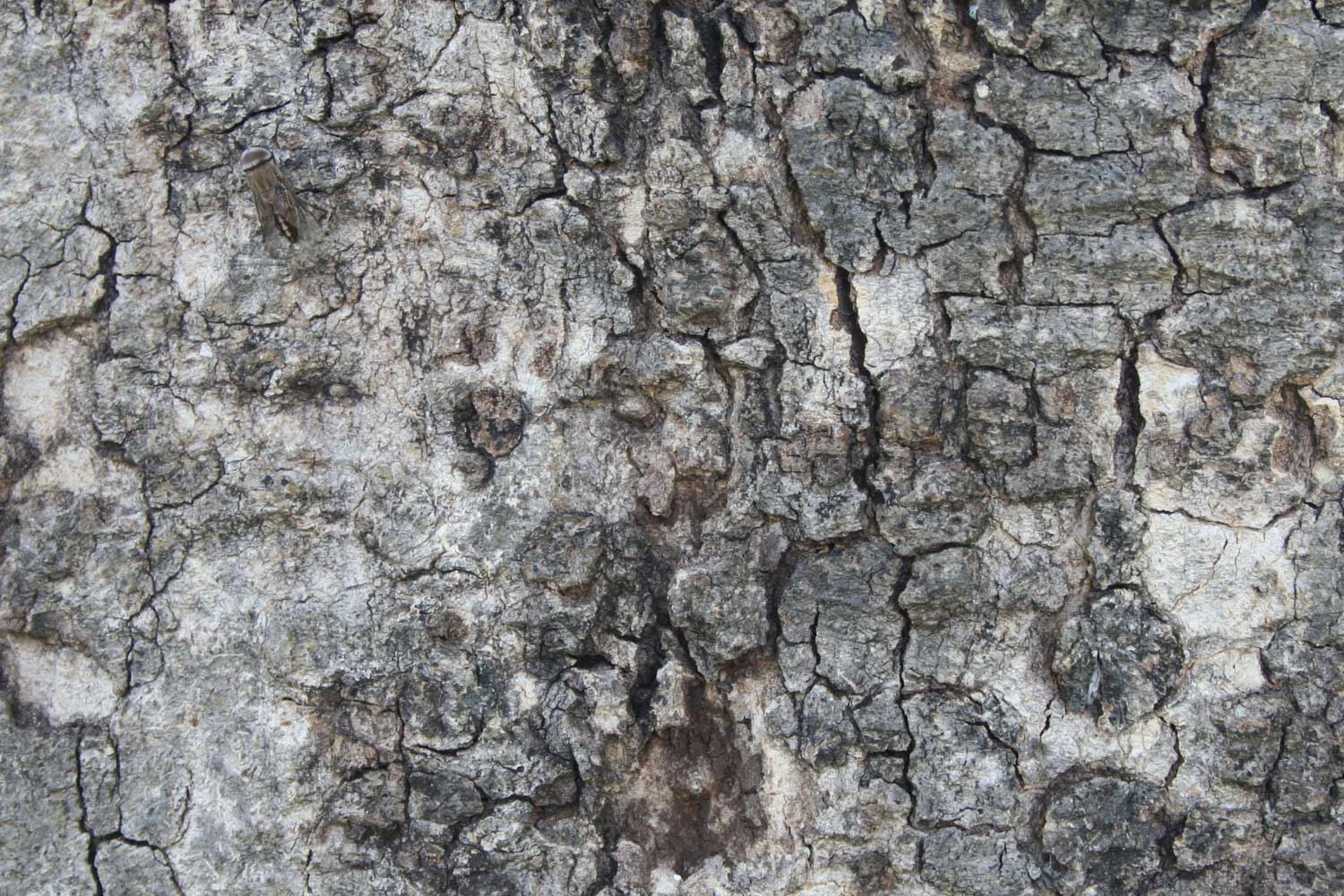 a tree bark with brown spots and white lices