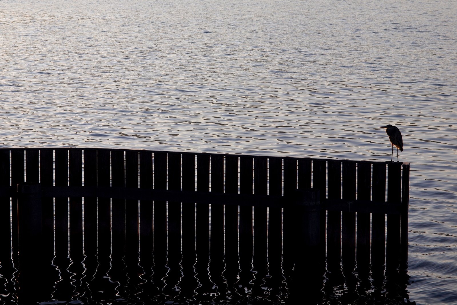 a lone bird standing on a black fence by the water